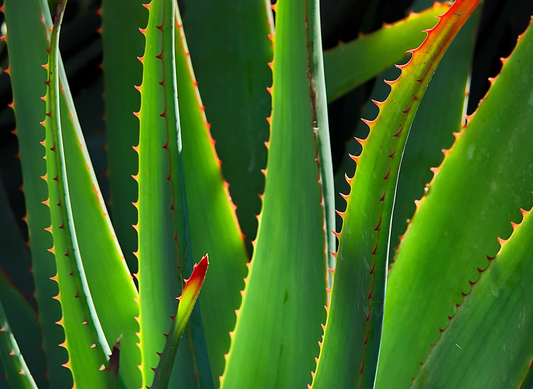 Aloe Barbadensis