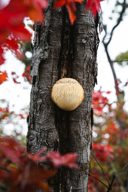 Lion’s Mane Mushroom: Nature’s Brain-Boosting Superfood
